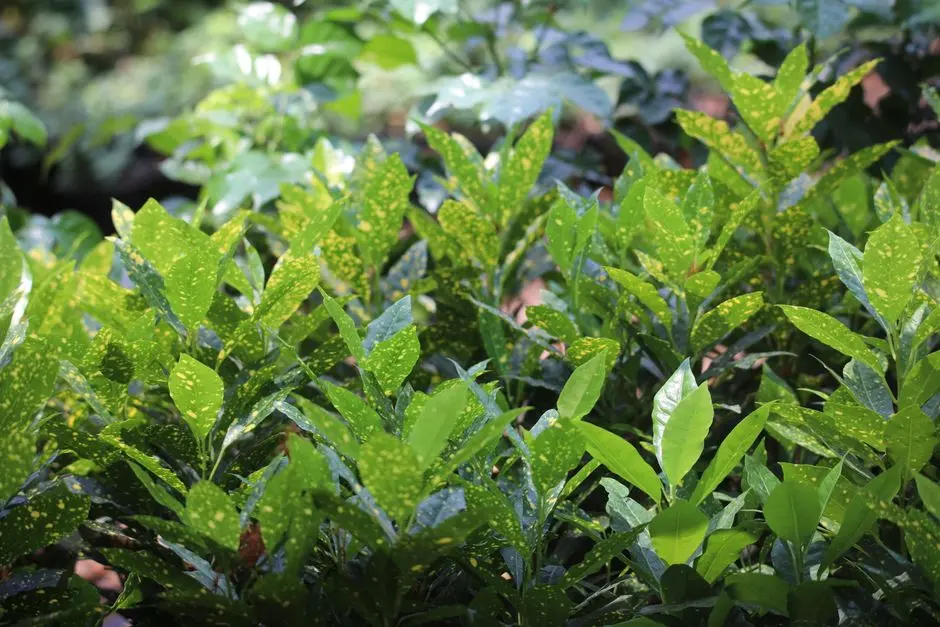 Greens & Outdoors at PRESTIGE ASPIRE SPACES TELLAPUR, Hyderabad