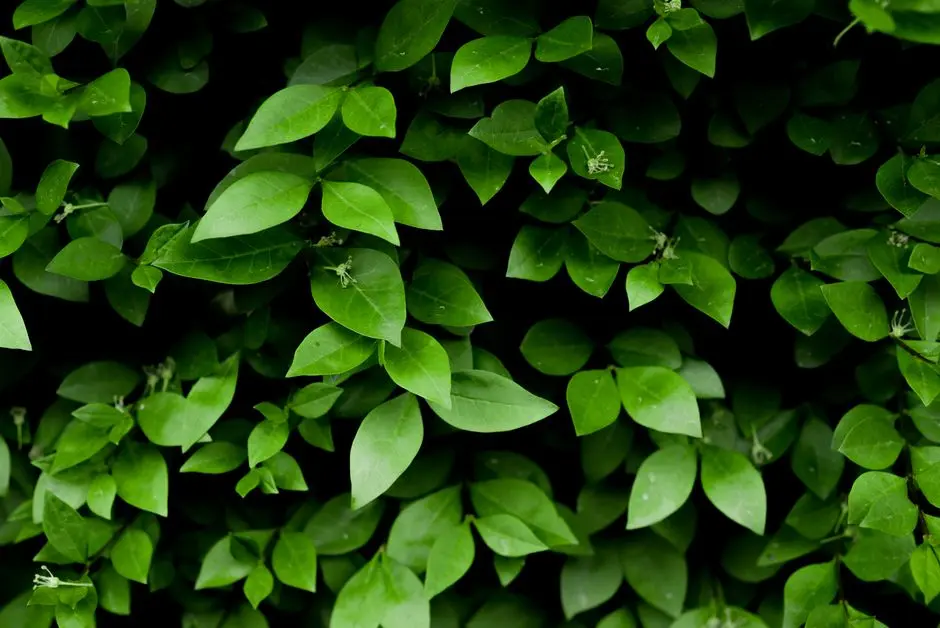 Greens & Outdoors at PRESTIGE CITY BIDADI, Bangalore