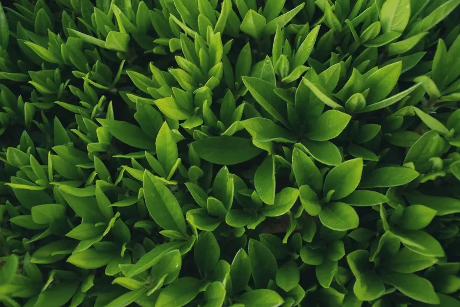 Greens & Outdoors at PRESTIGE PULIMAMIDI, Hyderabad