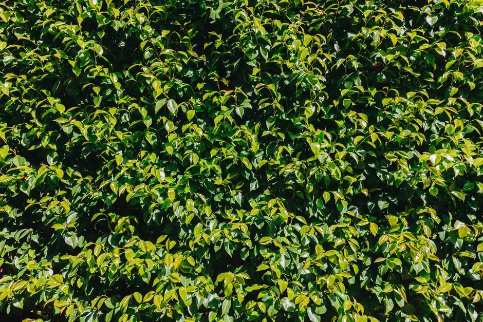 Greens & Outdoors at PRESTIGE KOTHANURU KR PURAM, Bangalore