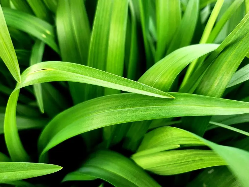 Greens & Outdoors at PRESTIGE VANTAGE POINT, Palarivattom, Kochi
