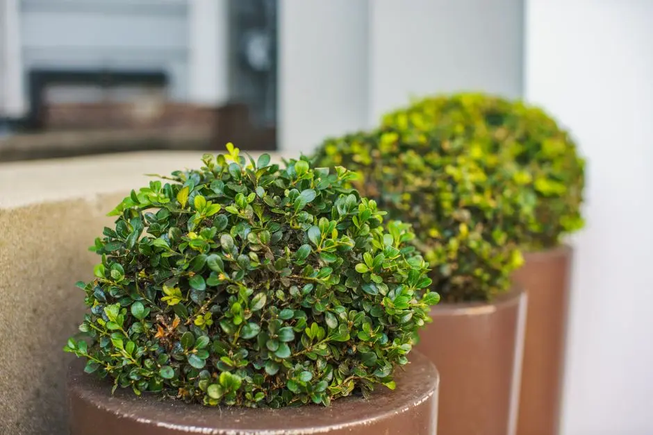 Greens & Outdoors at PRESTIGE SHANGRILA, Vasanth Nagar, Bangalore