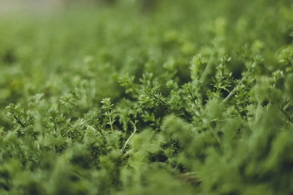 Greens & Outdoors at PRESTIGE CHIKKAJALA, Bangalore