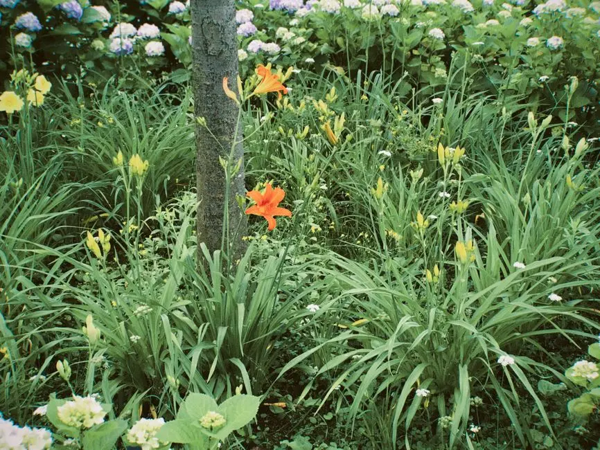 Garden
