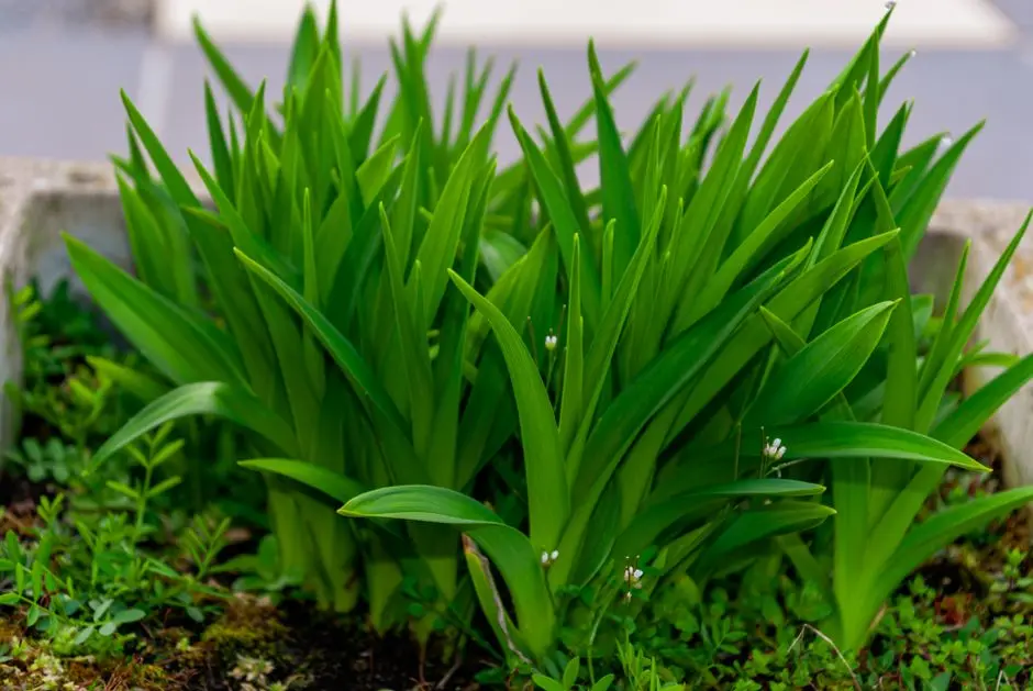 Greens & Outdoors at PRESTIGE MISTY WATERS PHASE III, Hebbal, Bangalore