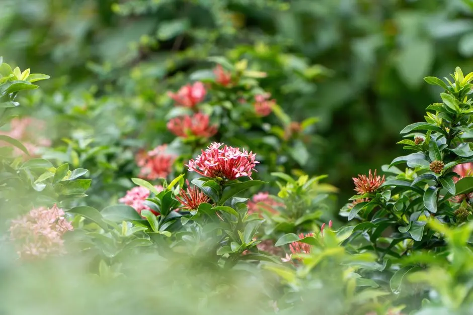Greens & Outdoors at PRESTIGE CHANDAPURA, Bangalore