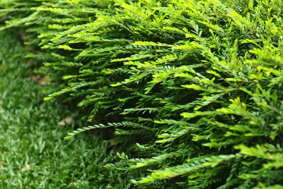 Greens & Outdoors at PRESTIGE JW MARRIOTT RESIDENCES, Manjarabad, Sakleshpur