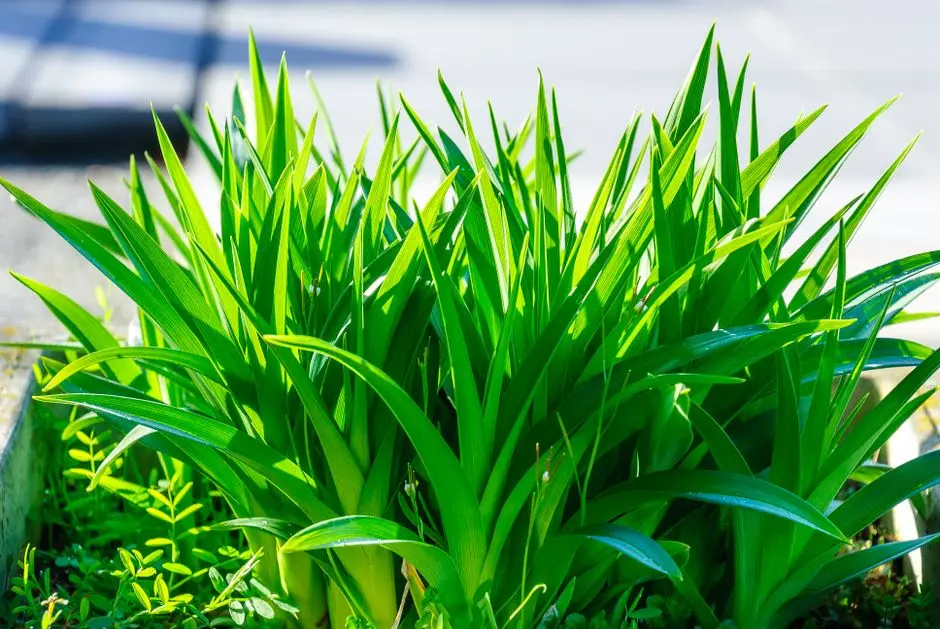 Greens & Outdoors at PRESTIGE PERUMBAKKAM, Chennai